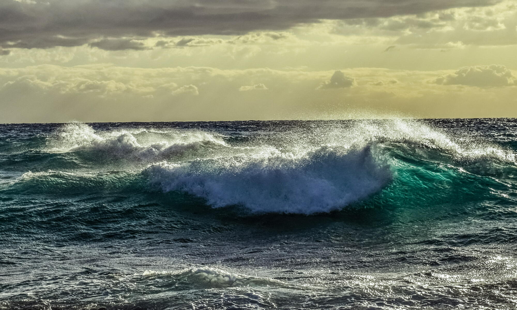 wave – 日本シーホッパー協会